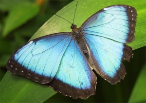 An edited image of a butterfly